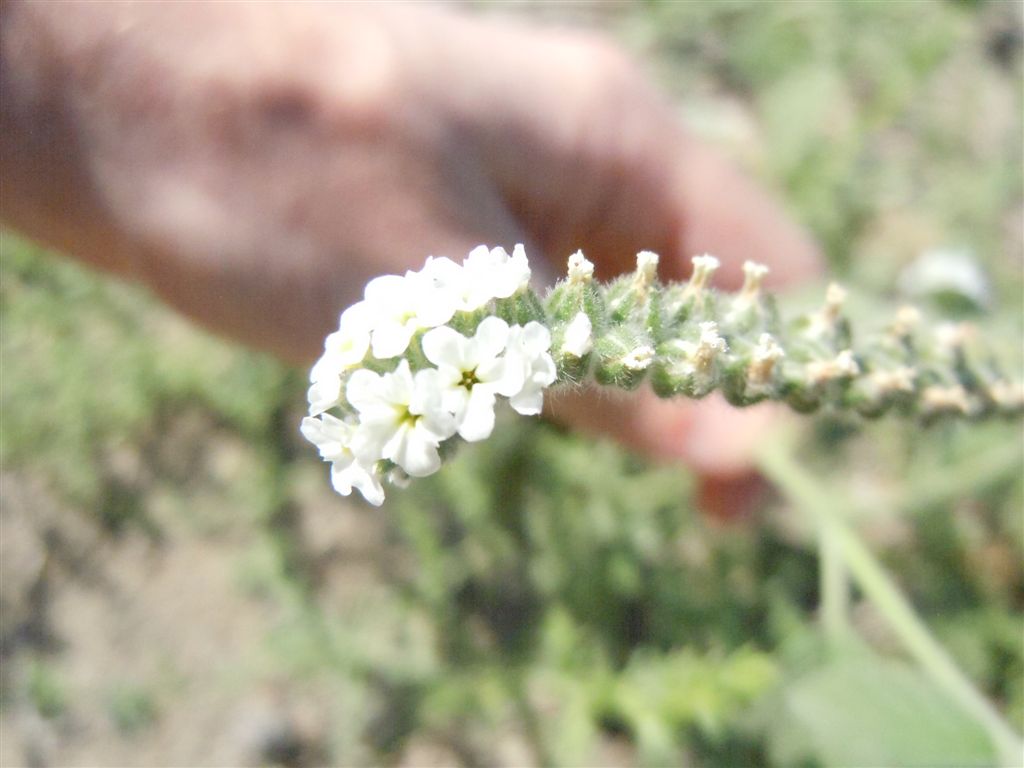 Heliotropium europaeum